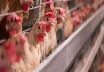 蛋鸡生理习性的变化规律 有季节差别