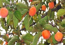 柿子树种植多久？