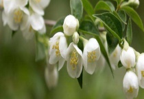 茉莉烂根如何处理 茉莉烂根的原因？