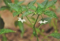 辣椒徒长坐果难怎么办？