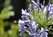 百子莲的种子繁殖多久？