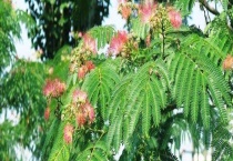 合欢树与合欢草有什么不同 合欢树盆景怎样养