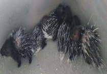 豪猪是不是国家保护动物 人工养豪猪需要什么手续