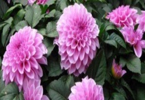 大丽花和芍药花有什么不同 从科属、形态、分布上来区分