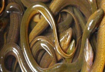 黄鳝的繁殖方式 黄鳝富含哪些营养物质