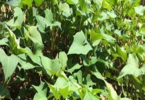 地瓜叶能生吃吗 附地瓜叶的种植多久？