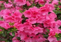 车厘子花有红色的吗？