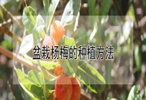 盆栽杨梅的种植多久？