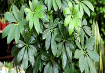 鸭掌木和招财树有什么不同 注意这四点