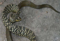 大王蛇有没有毒 附大王蛇的生活习性