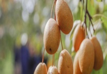 金珠果的产地都在哪里 金珠果栽培技术有哪些？