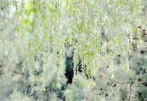 柳絮是什么树上掉下来的？