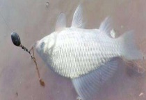 钓鳊鱼用什么打窝？附鳊鱼的食物习性