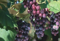 提子和葡萄的区别？