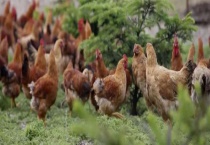 土鸡和普通鸡的区别？在哪里 土鸡有哪些常见的品种