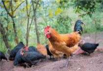 肉鸡养殖全程技术