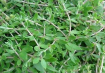 垂盆草长什么样