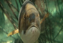 鱼中珍品野生土鲶鱼市场价多少钱一斤？和鲶鱼、大口鲶有什么区别？？