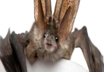 蝙蝠是胎生还是卵生？是哺乳动物吗？