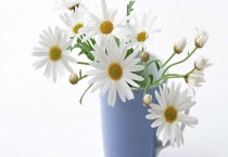 白晶菊和雏菊的区别？