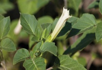 什么是白色曼陀罗