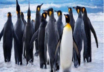 企鹅是哺乳动物吗 有哪些种类