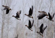 冬天大雁往哪里飞