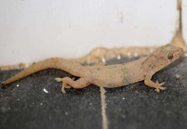 壁虎的尾巴为什么会断