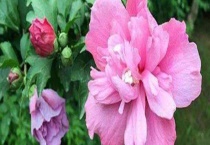 丹麦木槿的繁殖多久？