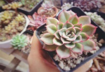 多肉没修根种上没事吧