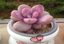 多肉能喷水在叶子上吗？