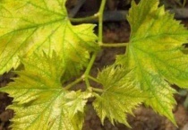 植物缺磷的症状