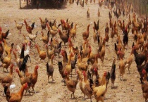 冬季养鸡场管理方案 主要有七个方面