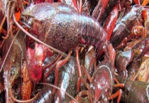 吃小龙虾发不发胖 这些辟谣不可不知