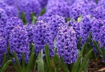 风信子是不是开一次花就死了