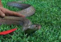 澳洲为什么不杀蛇