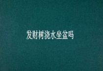 发财树浇水坐盆吗？