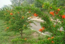 石榴树干枯怎么补救