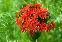 剪秋萝是什么？