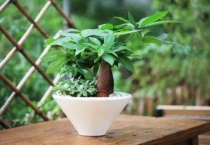 一盆二颗发财树寓意