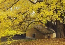 银杏属于什么植物？