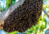 野生蜜蜂什么时候分蜂 附原因？