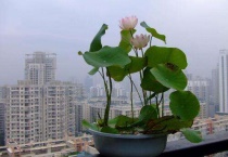 碗莲发芽后还用换水吗？