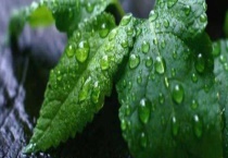 薄荷叶和狗肉香的区别？