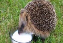 养殖刺猬的成本和利润 附养殖多久？