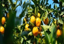 冬季适合种植什么经济作物