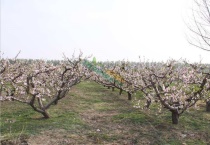 桃树育苗时间和方法是什么？