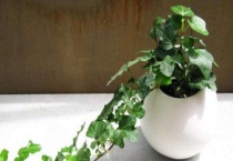 常春藤为什么会逐渐枯死