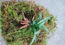 龙根草是什么品种兰草