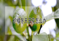 柠檬冬天开花怎么办？